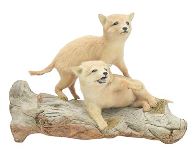 Lot 158 - Taxidermy. Two fox cubs, both mounted on a log.
