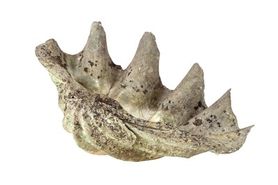 Lot 328 - A clam shell.