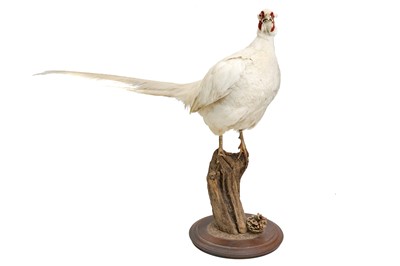 Lot 378 - A taxidermy albino pheasant.
