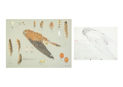 Lot 345 - Valentine Stewart 'Pat' PATON (1925-2012)