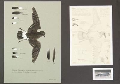 Lot 346 - Valentine Stewart 'Pat' PATON (1925-2012)