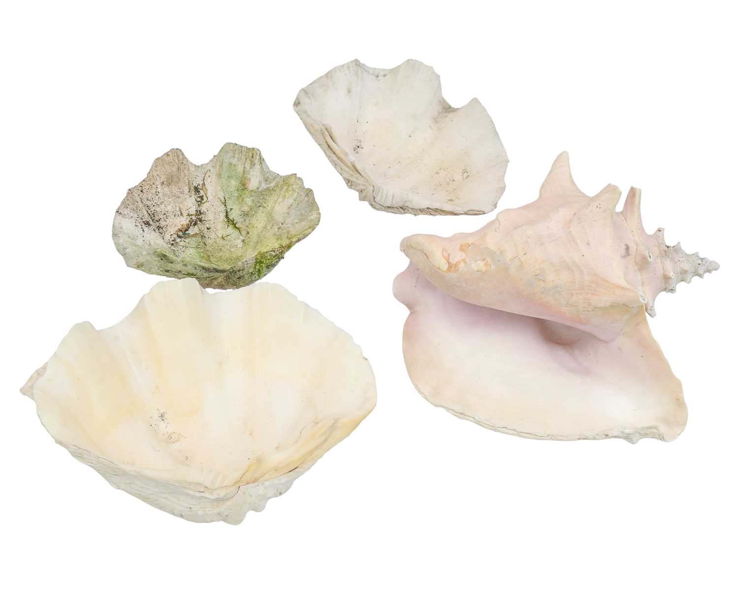 Three Clam Shells Lot 312 - Three half clam shells.