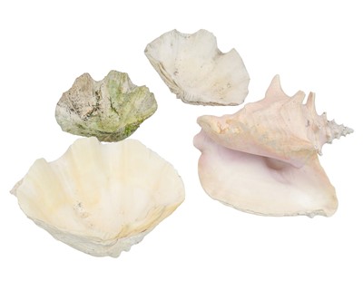 Lot 312 - Three half clam shells.