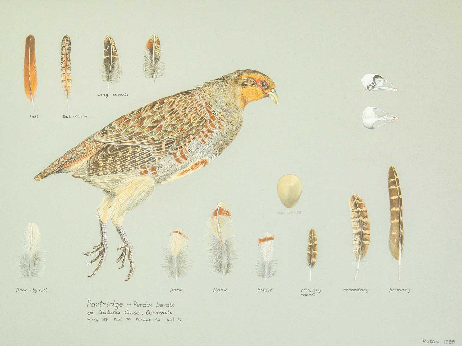 Lot 311 - Valentine Stewart 'Pat' PATON (1925-2012)