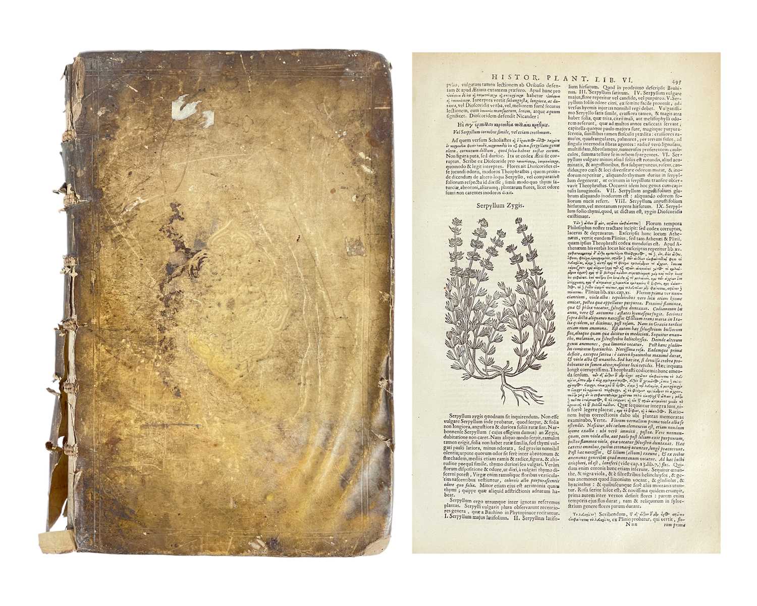 Lot 18 - THEOPHRASTUS. (ca 371-ca 287 B.C.)
