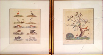 Lot 116 - Four Vintage American Bird Prints. The Prints...