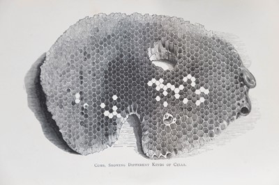 Lot 51 - (Apiculture)