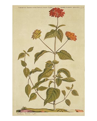 Lot 178 - Commelin (Jan & Caspar)