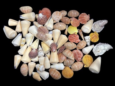 Lot 36 - A collection of various seashells.