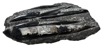 Lot 32 - An Orthoceras fossil slab, 23cm x 16cm.