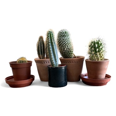 Lot 166 - Five small cacti, the largest being 20cm tall.