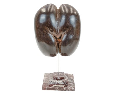 Lot 66 - A polished coco de mer.