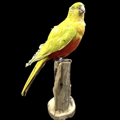 Lot 70 - A taxidermy mounted Australian King parrot,...