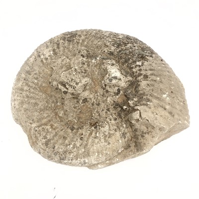 Lot 327 - A large ammonite, width 46cm.