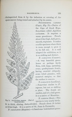 Lot 58 - (Botany)