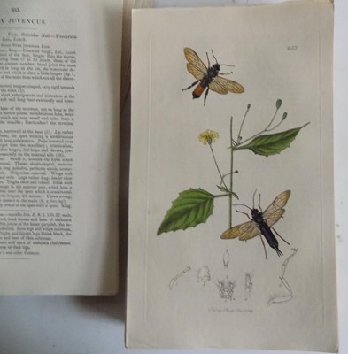 Lot 1450 - JOHN CURTIS. "British Entomology, being...