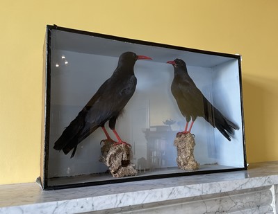 Lot A Pair of Cornish Choughs