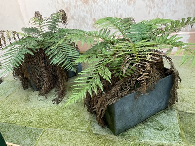 Lot 325 - Pair of Rectangular Fibreglass Planters