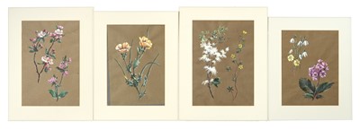Lot 64 - Laura ROWE (XX)