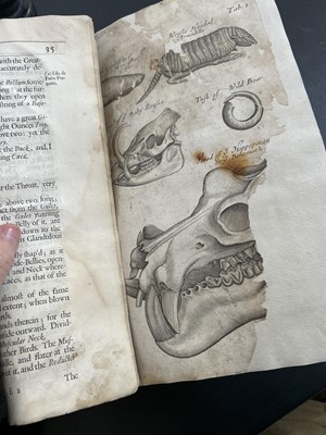 Lot 45 - Nehemiah Grew