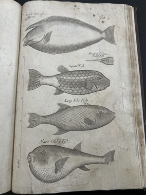 Lot 45 - Nehemiah Grew