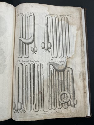 Lot 45 - Nehemiah Grew