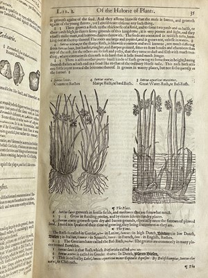 Lot (Botany) John Gerard