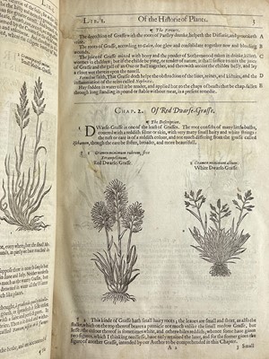 Lot (Botany) John Gerard