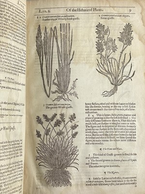Lot (Botany) John Gerard