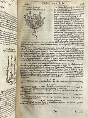 Lot (Botany) John Gerard