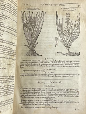 Lot (Botany) John Gerard