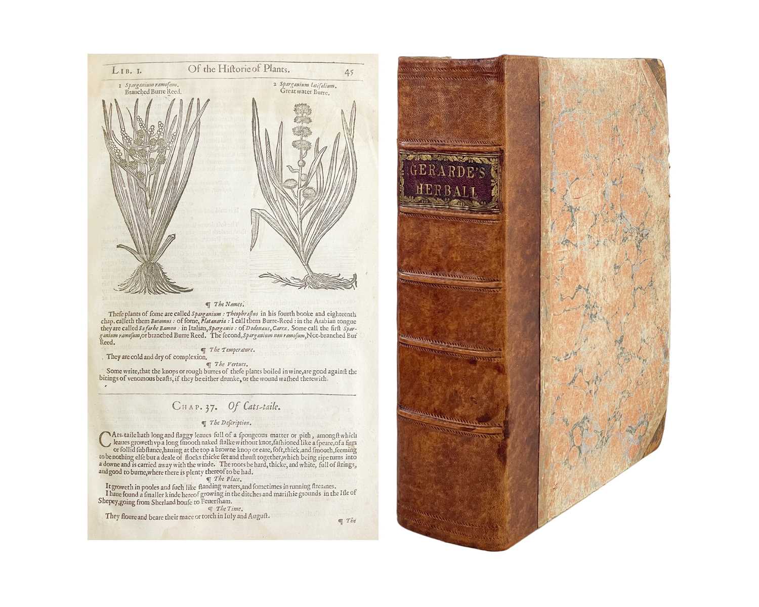 Lot (Botany) John Gerard