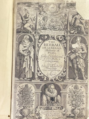 Lot (Botany) John Gerard