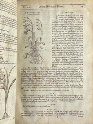 Lot (Botany) John Gerard