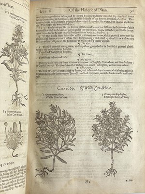 Lot (Botany) John Gerard