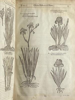 Lot (Botany) John Gerard