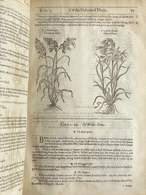 Lot (Botany) John Gerard