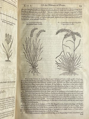 Lot (Botany) John Gerard