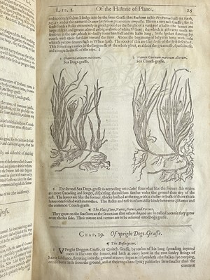 Lot (Botany) John Gerard