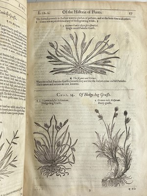 Lot (Botany) John Gerard