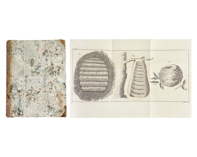 Lot (Apiculture) Thomas Wildman