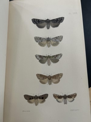 Lot 42 - (Lepidopterology) F. O. Morris