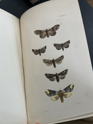 Lot 42 - (Lepidopterology) F. O. Morris