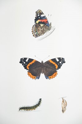 Lot 42 - (Lepidopterology) F. O. Morris