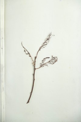 Lot 42 - (Lepidopterology) F. O. Morris