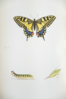 Lot 42 - (Lepidopterology) F. O. Morris