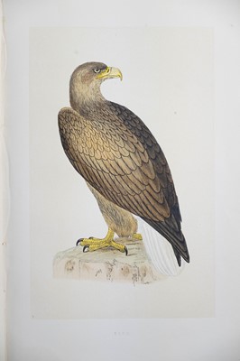 Lot 41 - (Ornithology) F. O. Morris