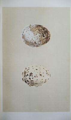 Lot 41 - (Ornithology) F. O. Morris