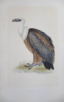 Lot 41 - (Ornithology) F. O. Morris