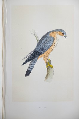 Lot 41 - (Ornithology) F. O. Morris